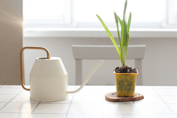 Watering can and narcissus in a pot. Gardening, Spring and Easter concept