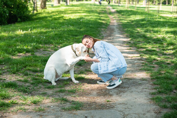 Fototapeta premium Young student woman professional dog or pet walker walking the dog Labrador Retriever outdoor while the owner is on the work. Cute female enjoying with her puppy friend in the park.
