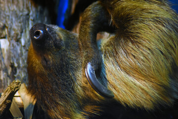 Close up of a sloth