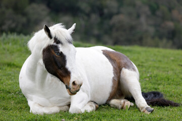 Pinto Horse Resting in the Meadow. Los Altos Hills, California, USA.