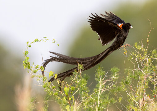 Male Long-tailed Widowbird, Pilanesberg National Park
