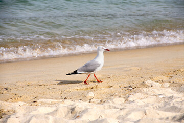 Meer, Möwe, Vogel.