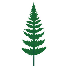 Obraz premium Leaf green fern frond plant with stem and complex bush plant leaves. Tropical forest herbs. Vector Illustration.