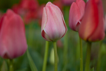 Beautiful colorful tulips at the tulip festival. Beauty of nature. Spring, youth, growth concept.	