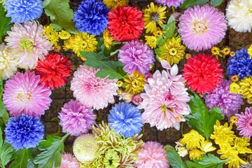 colorful flowers background