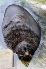 otter in the water