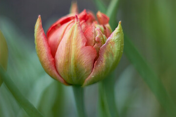 Beautiful colorful tulip at the Tulip Festival. Beauty of nature. Spring, youth, growth concept.