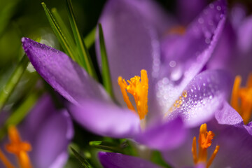 Macro close up of colorful early bloomer flower with violet lilac petals and water dew drops. Crocus is a genus of flowering plants in the iris family growing from corms popular in springtime gardens.