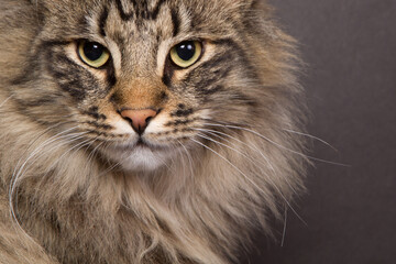 Close-up of a tabby colored Norwegian forest cat