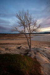 Bare tree at sunrise with lake in background.