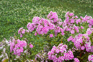 Obraz premium Patch of pink and white striped phlox flowers in the garden