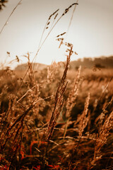 Obraz premium grass in the morning