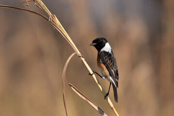 Male African Stonechat, Kruger National Park