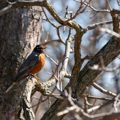 A robin perched on a branch.