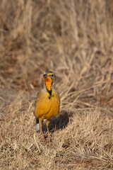 Cape Longclaw, Addo Elephant National Park