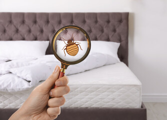 Woman with magnifying glass detecting bed bugs in bedroom, closeup