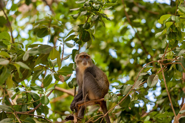 Blue Balled Monkey in the grounds of our hotel in Diani Beach near Mombasa, Kenya