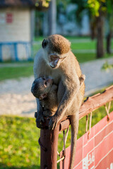 Blue Balled Monkey with her baby in the grounds of our hotel in Diani Beach near Mombasa, Kenya
