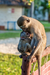Blue Balled Monkey with her baby in the grounds of our hotel in Diani Beach near Mombasa, Kenya