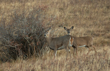 Two young whitetail deer in Montana
