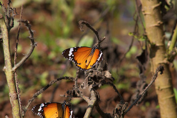 Butterfly at Statue of Unity 