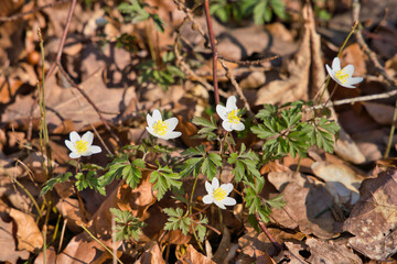 beautiful Spring flowers in forest - wood anemone, Anemone nemorosa