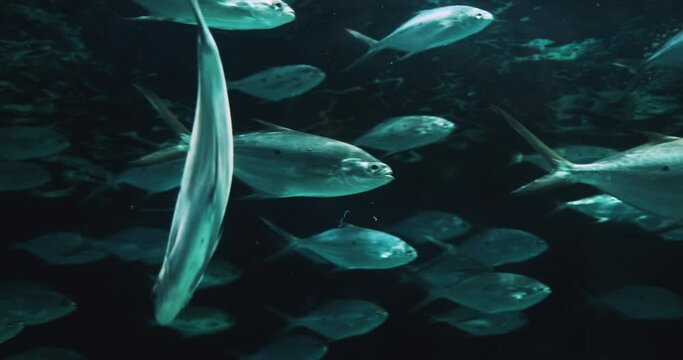 Herd Silver Fish - Pompano Derbio Fish
