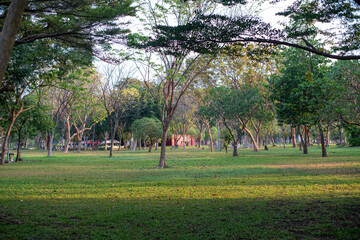 Beautiful nature at morning with sun in big city park