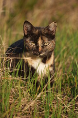 Chat écaille de tortue