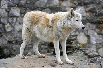 gray wolf in the snow