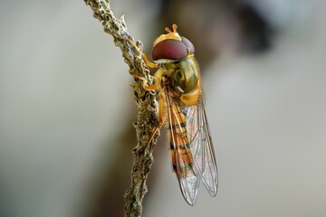 fly on a branch