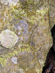 Shell fossils with green moss founded in Tham Sakoen National Park. 