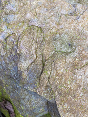 Shell fossils with green moss founded in Tham Sakoen National Park. 