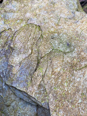 Shell fossils with green moss founded in Tham Sakoen National Park. 