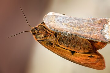 a moth is sitting on a branch