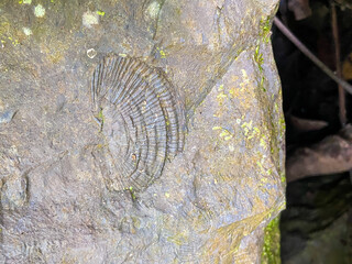 Shell fossils with green moss founded in Tham Sakoen National Park. 