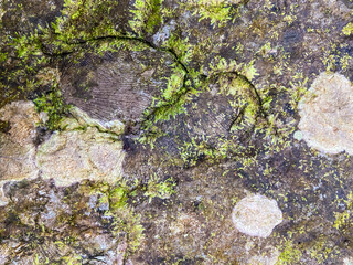 Shell fossils with green moss founded in Tham Sakoen National Park. 