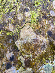 Shell fossils with green moss founded in Tham Sakoen National Park. 