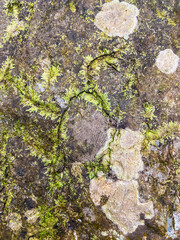 Shell fossils with green moss founded in Tham Sakoen National Park. 