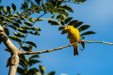Saffron Finch (sicalis flaveola) bird perched in a branch of the atlantic forest in Rio de Janeiro, Brazil
