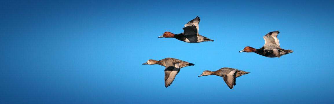 Red head duck pairings for mating