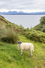 Obraz premium A horned sheep grazing on the cliff near Lealt Falls on the north east coast of the Isle of Skye, Highland, Scotland UK.
