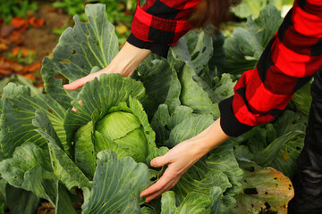 Woman picking cabbage vegetable at field. Female farmer working at organic farm. Harvesting at...