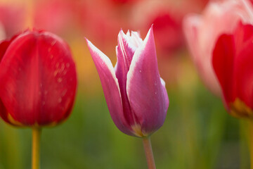 Beautiful colorful tulips at the tulip festival. Beauty of nature. Spring, youth, growth concept.	