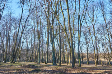 Kaliningrad Yuri Gagarin park, linden trees in spring.