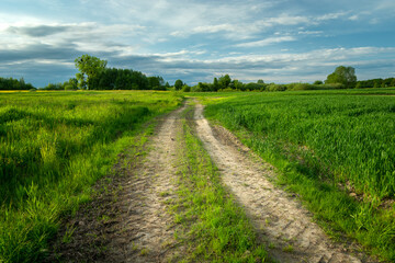 Fototapeta na wymiar A country road and intense green fields