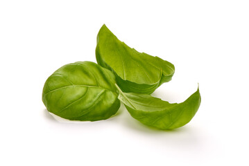 Fresh organic basil leaves, isolated on white background.