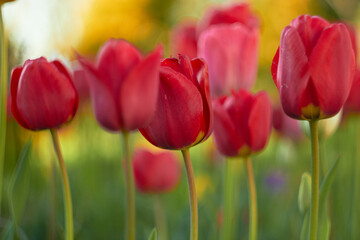 Beautiful red tulips at the Tulip Festival. Beauty of nature. Spring, youth, growth concept.