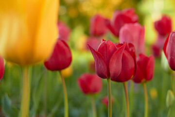 Beautiful colorful tulips at the tulip festival. Beauty of nature. Spring, youth, growth concept.	