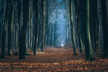 A dark alley in the woods, an autumn day